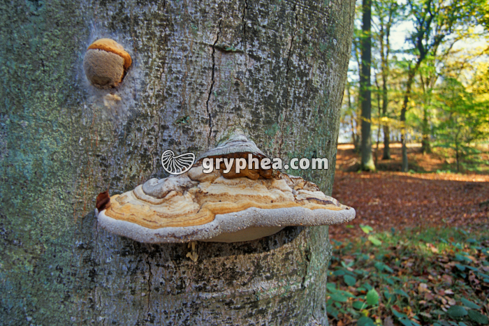Polypore sur Hêtre - gryphea.com